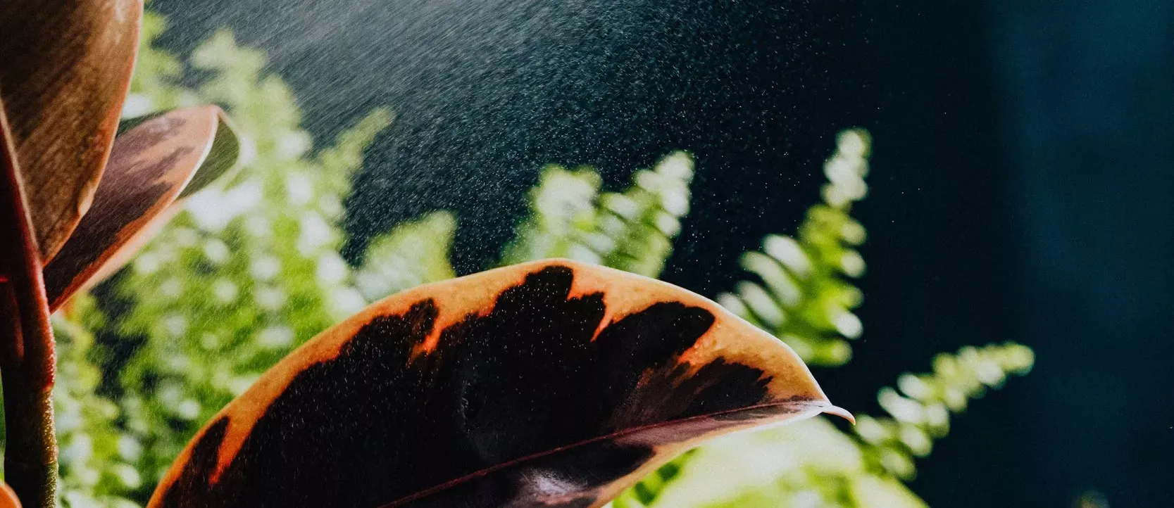 yra växter från Joyweek, fräscha gröna blad som bidrar till trivsel och hållbarhet