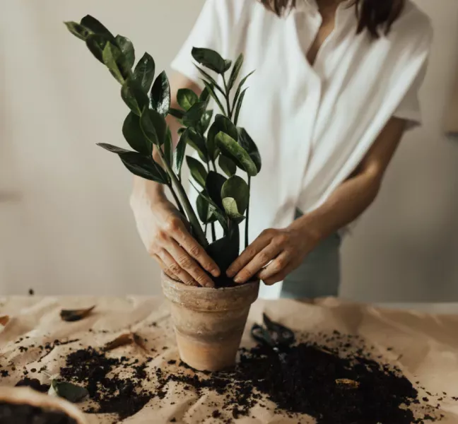Förbättra kontorsmiljön med växter från, grön inredning för välmående